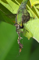 Rufous-breasted Hermit (Nest)