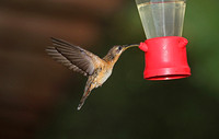 Rufous-breasted Hermit (Female)