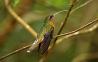 Rufous-breasted Hermit (Male)