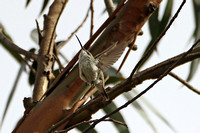 White-bellied Hummingbird