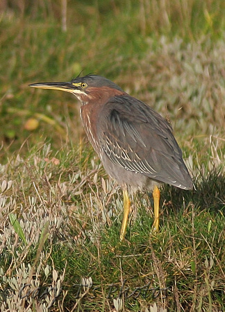 Green Heron (1st Winter)