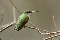 Ruby-throated Hummingbird (Female)