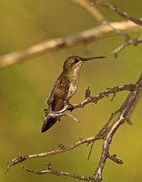 White-tailed Goldenthroat