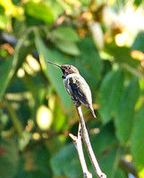 Ruby-throated Hummingbird (1st Summer Male)