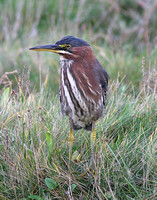 Green Heron (1st Winter)