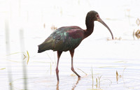 White-faced Ibis (Adult Summer)