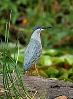 Striated Heron