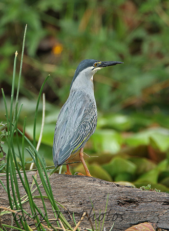 Striated Heron