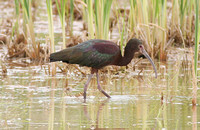 White-faced Ibis (Adult Summer)