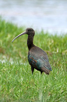 White-faced Ibis (Adult Winter)