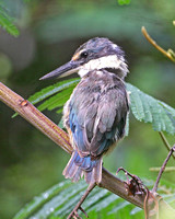 Sacred Kingfisher (Adult)