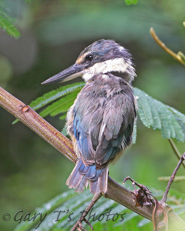Sacred Kingfisher (Adult)