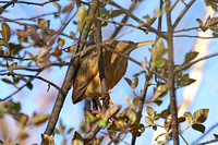 Least Bittern (Female)