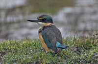 Sacred Kingfisher (Juvenile)