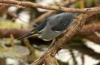 Straited Heron