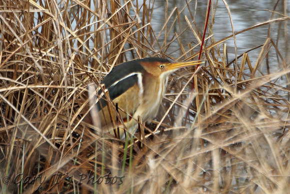 Least Bittern (Male)