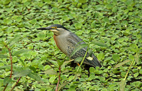 Striated Heron