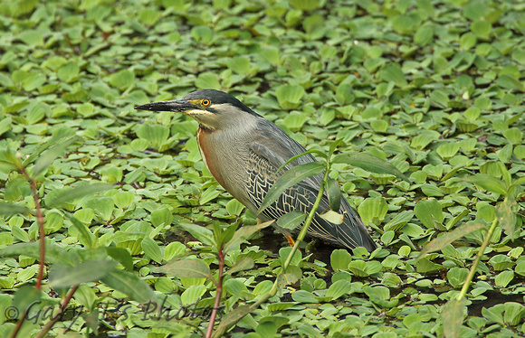 Striated Heron