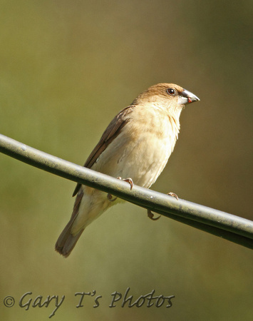 Scaly-breasted Munia (Juvenile)