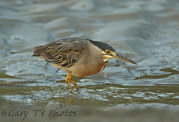 Striated Heron