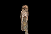 Northern Potoo