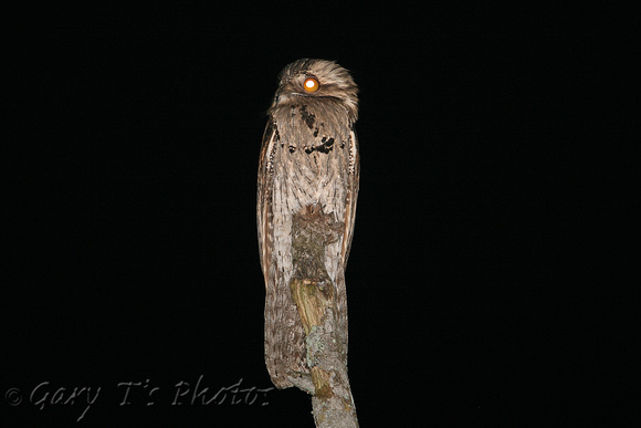 Northern Potoo