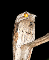 Northern Potoo