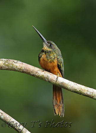 Rufous-tailed Jacamar (Female)
