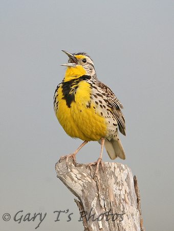 Western Meadowlark