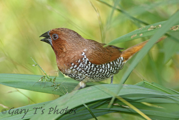 Scaly-breasted Munia (Adult)