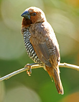 Scaly-breasted Munia (Adult)