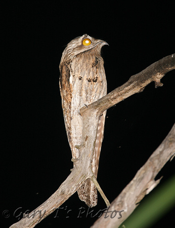 Northern Potoo