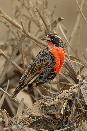 Peruvian Meadowlark (1st Summer Male)