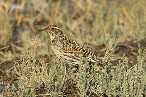 Peruvian Meadowlark (Female)