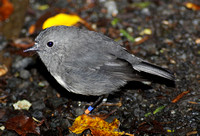 Robin (South Island)