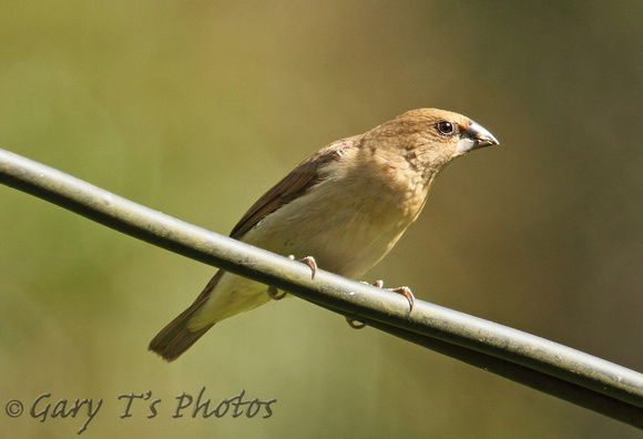 Scaly-breasted Munia (Juvenile)