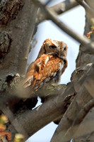 Eastern Screech-owl (Red form)