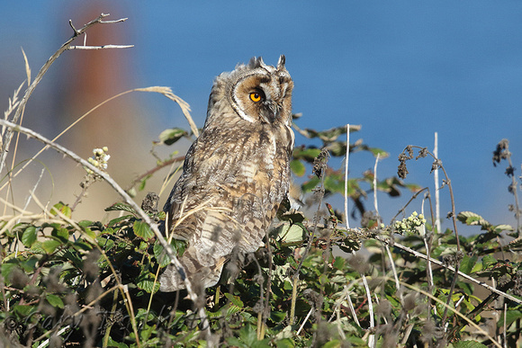Long-eared Owl (Juvenile)