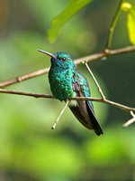 Blue-chinned Sapphire (Male)