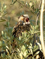 Long-eared Owl (Immature)