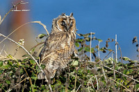 Long-eared Owl (Juvenile)