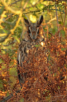 Long-eared Owl (Adult)