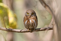 Colima Pygmy Owl