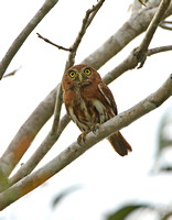 Ferruginous Pygmy Owl (Red form)