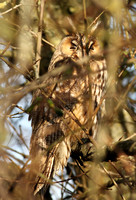Long-eared Owl (Adult)