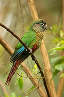 Maroon-bellied Parakeet (Adult)