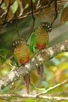 Maroon-bellied Parakeet (Pair)