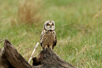 Short-eared Owl (Adult)