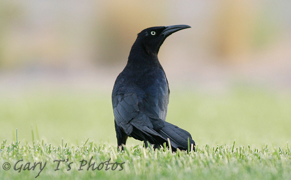 Great-tailed Grackle (Male)