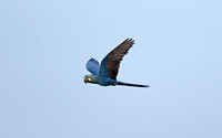 Lears Macaw (Adult)
